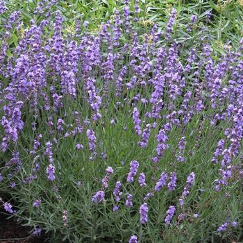 Lavandula angustifolia 'Sharon Roberts' 