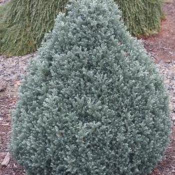 Chamaecyparis pisifera 'Baby Blue Ice' 