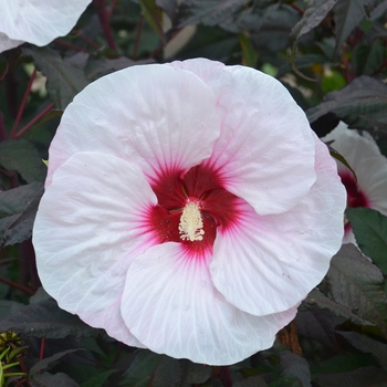 Hibiscus 'Mocha Moon' PP27837