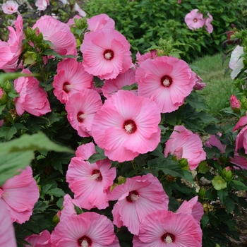 Hibiscus 'Airbrush Effect' PP29295