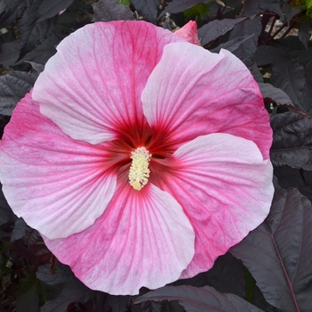 Hibiscus 'Starry Starry Night' 