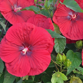 Hibiscus 'Vintage Wine' PP27839