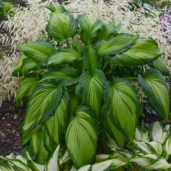 Hosta 'Angel Falls' PP28785