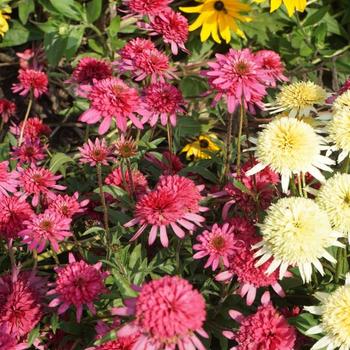 Echinacea 'Mini Belle' 