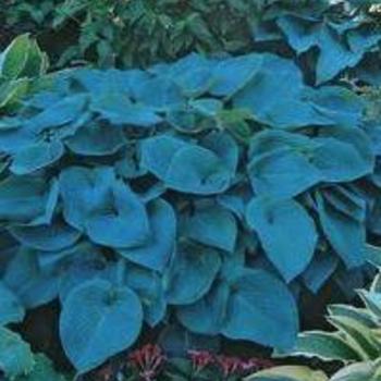 Hosta 'Blue Mountains' 