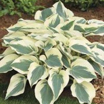 Hosta 'Firn Line' 