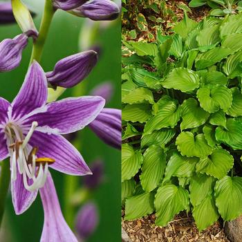 Hosta 'Purple Sensation' 