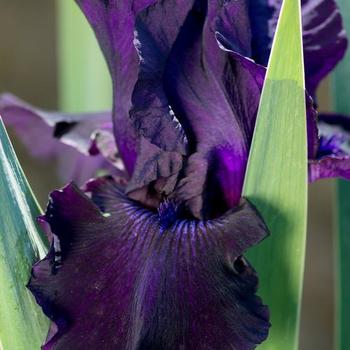 Iris germanica 'Ozark Rebounder' 