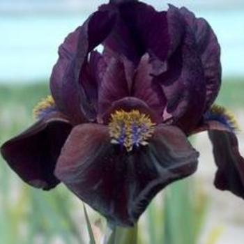 Iris pumila 'Demon' 