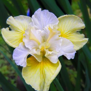 Iris sibirica 'Yellowtail' 