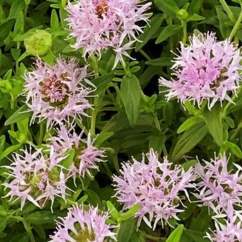 Monardella odoratissima 'Arizona Beauty' 