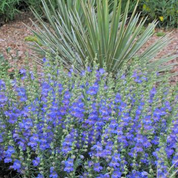 Penstemon 'Blue Lips' 