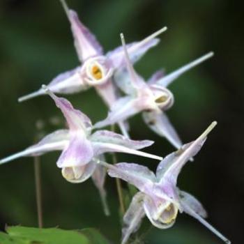 Epimedium 'Starlet' 