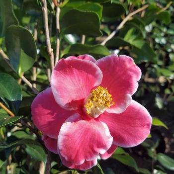 Camellia japonica 'Sadaharu Oh' 