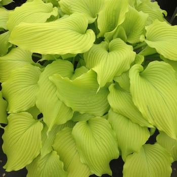 Hosta 'Dancing Queen' 