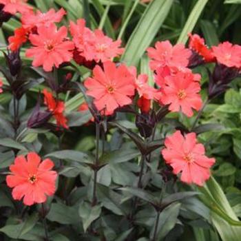 Lychnis sieboldii 'Lipstick' PP26243