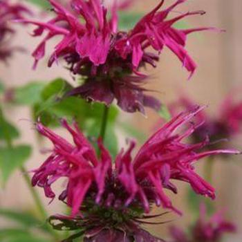 Monarda 'Mahogany' 