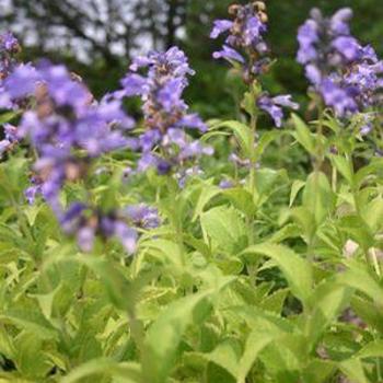 Nepeta subsessilis 'Cool Cat' 