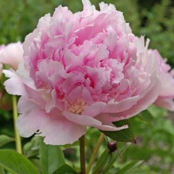 Paeonia lactiflora 'Eden's Perfume' 