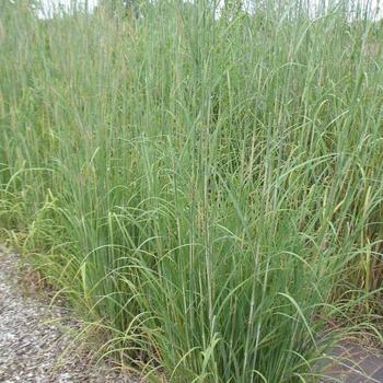 Andropogon gerardii 'Karl's Cousin®' 