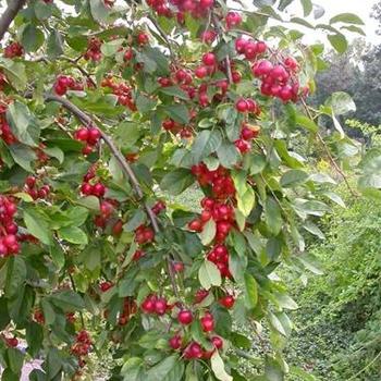 Malus 'Callaway' 