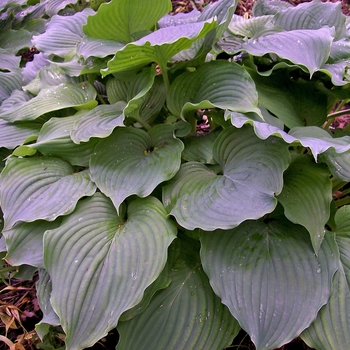 Hosta 'Komodo Dragon' 