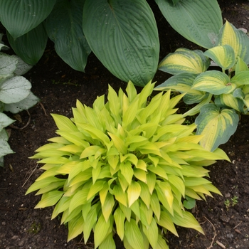 Hosta 'Munchkin Fire' 