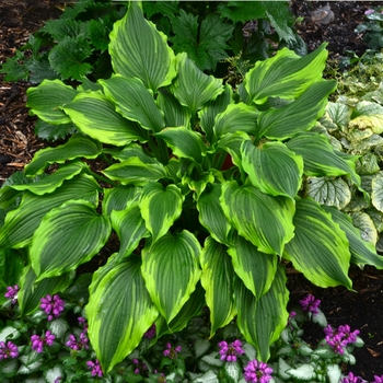 Hosta 'One Last Dance' PP30000