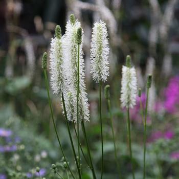 Sanguisorba canadensis