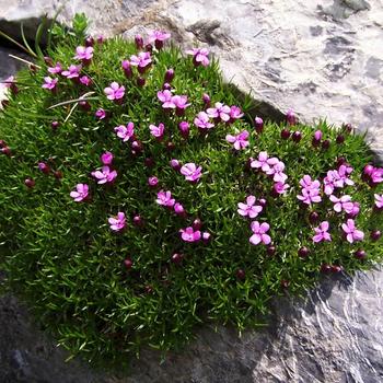 Silene acaulis