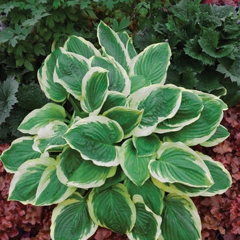 Hosta 'Royal Wedding' 