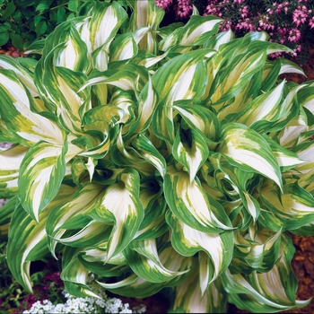 Hosta undulata 'Mediovariegata' 