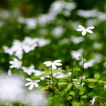 Pratia angulata