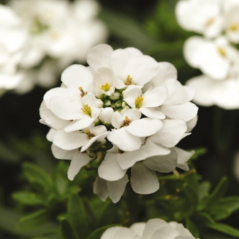 Iberis sempervirens 'Purity' 