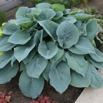 Hosta 'Blueberry Muffin' 