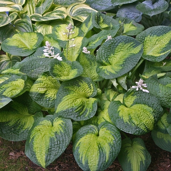 Hosta 'Brother Stefan' 