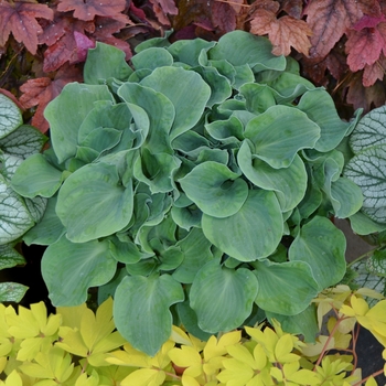 Hosta 'Church Mouse' 