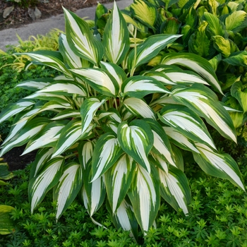 Hosta 'Cool as a Cucumber' 