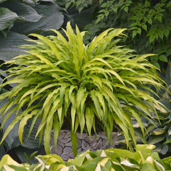 Hosta 'Curly Fries' 