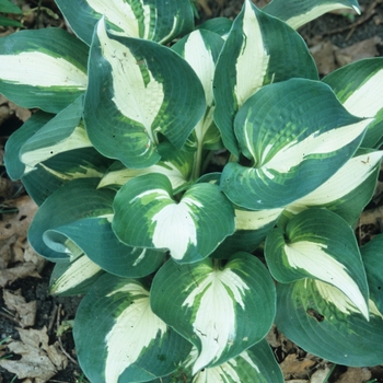 Hosta 'Half and Half' 