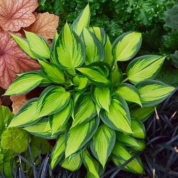 Hosta 'June Spirit' PP25593