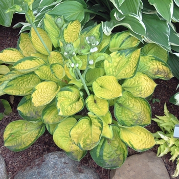 Hosta 'Rainforest Sunrise' 