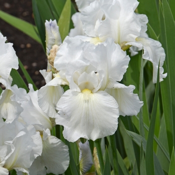 Iris germanica 'Immortality' 