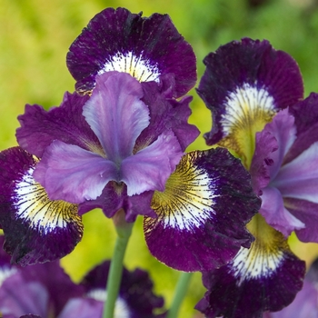 Iris sibirica 'Contrast in Styles' 