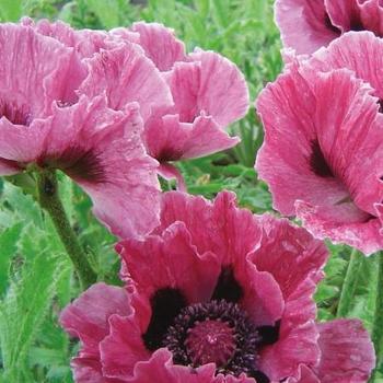 Papaver orientalis 'Bolero' 