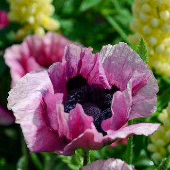 Papaver orientale 'Plum Pudding' 