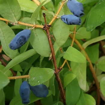 Lonicera caerulea 'Stimul' 