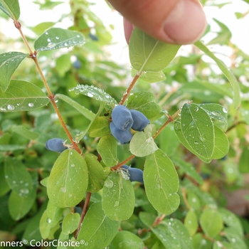 Lonicera caerulea 'Indigo' 