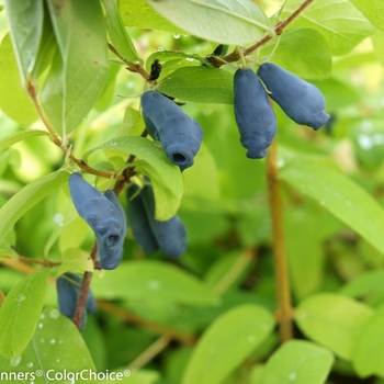 Lonicera caerulea Sugar Mountain® 'Eisbar'