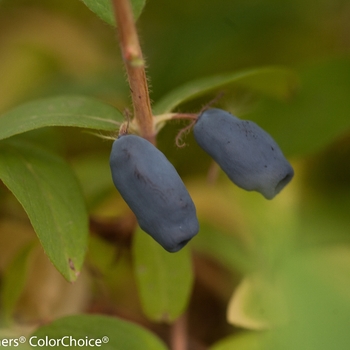 Lonicera caerulea Sugar Mountain® 'Blue'